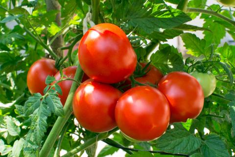 helath benefits of tomatoes